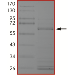 BRAF (d486-490 V471F) Protein